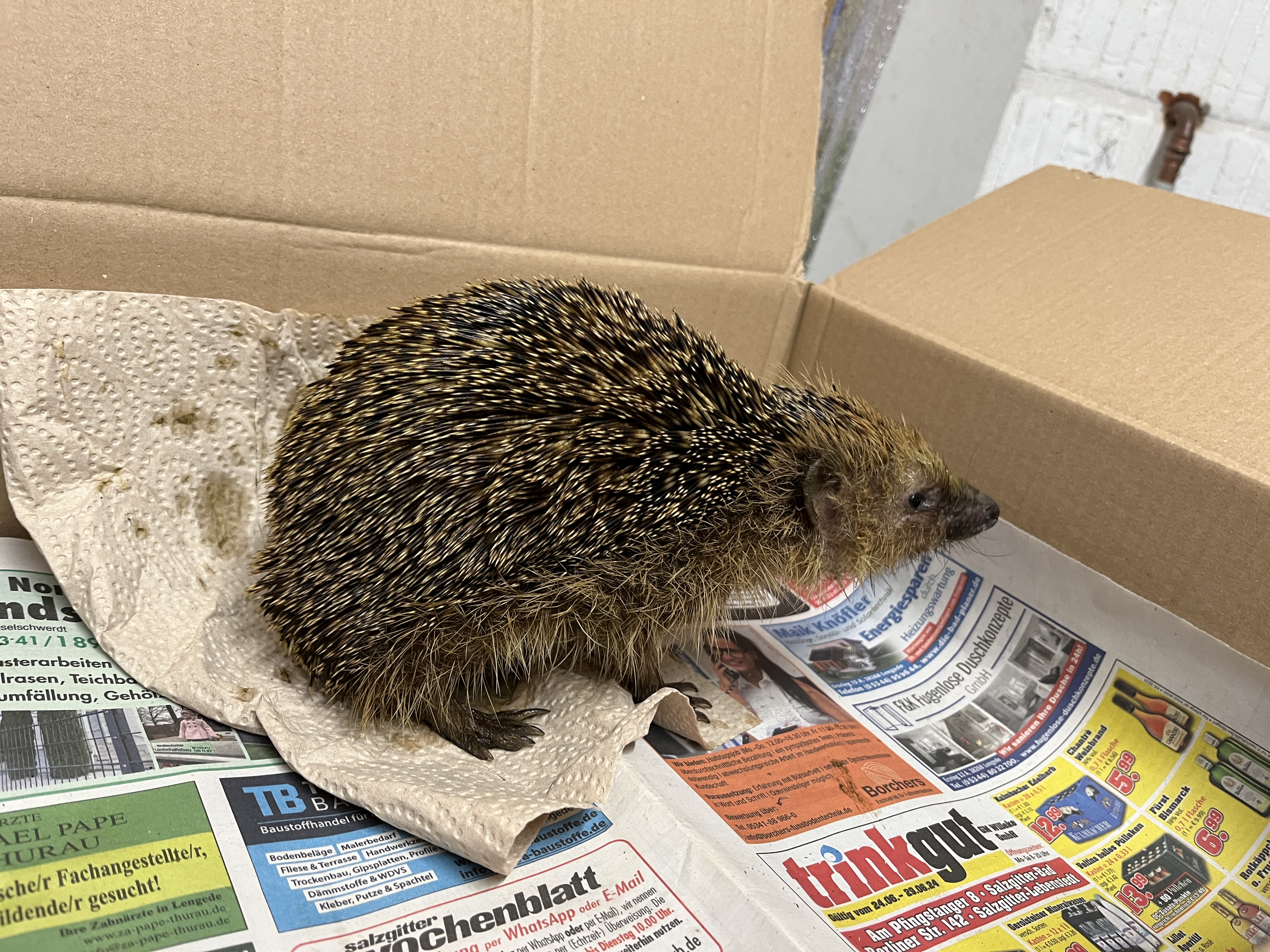 Kranker Igel