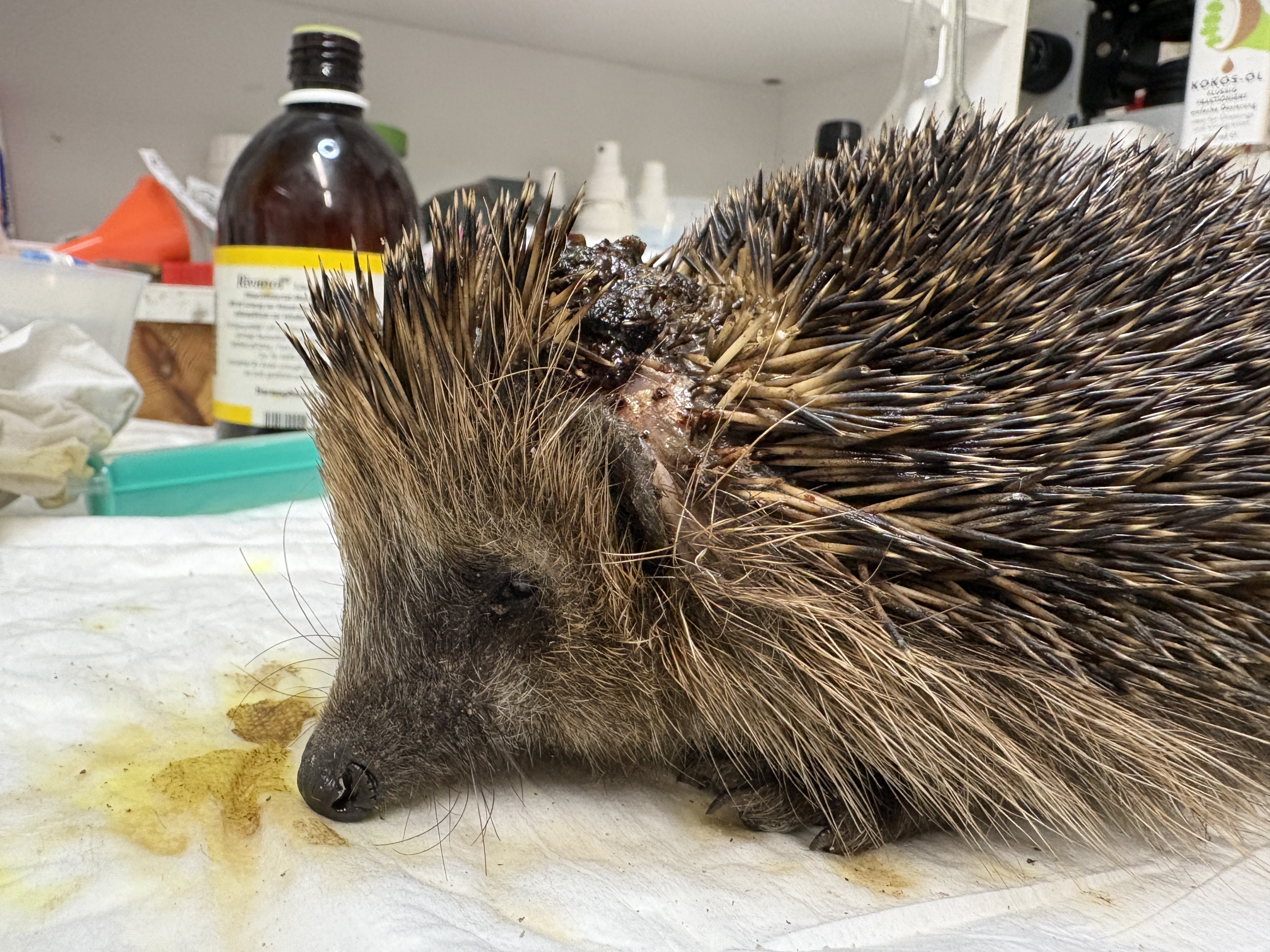 Igel aus der Nähe — auf Verletzungen achten